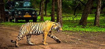 Luxury Rajasthan Safari